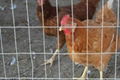 Welded Poultry Netting - Firm Enough to