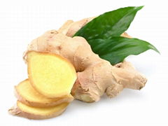 Sell Ginger