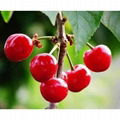 Acerola Cherry Extract Powder