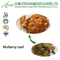 Manufacturer supply Mulberry Leaf  DNJ 1%,2%(1-Deoxynojirimycin) 