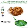 Manufacturer supply Mulberry Leaf  DNJ 1%,2%(1-Deoxynojirimycin)  2