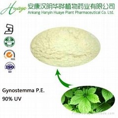 herbal medicine Gynostemma extract