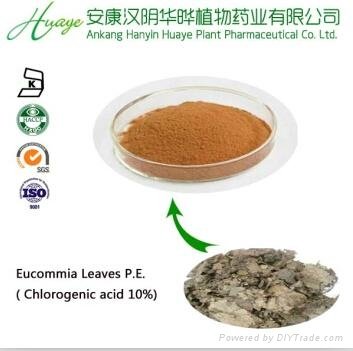 Chlorogenic acid 30% HPLC from Eucommia Leaves extract