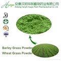 100% natural Barley grass Powder