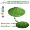 100% natural wheat grass Powder 1