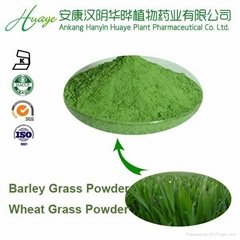 100% natural wheat grass Powder