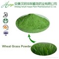best selling  wheat grass Powder
