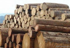 South American wood