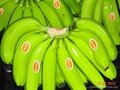 Offer To Sell Fresh Banana 1