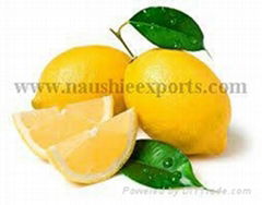 Offer To Sell Fresh Lemon