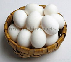 Offer To Sell Eggs