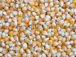 Offer To Sell Yellow Corn 