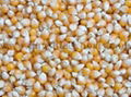 Offer To Sell Yellow Corn  1