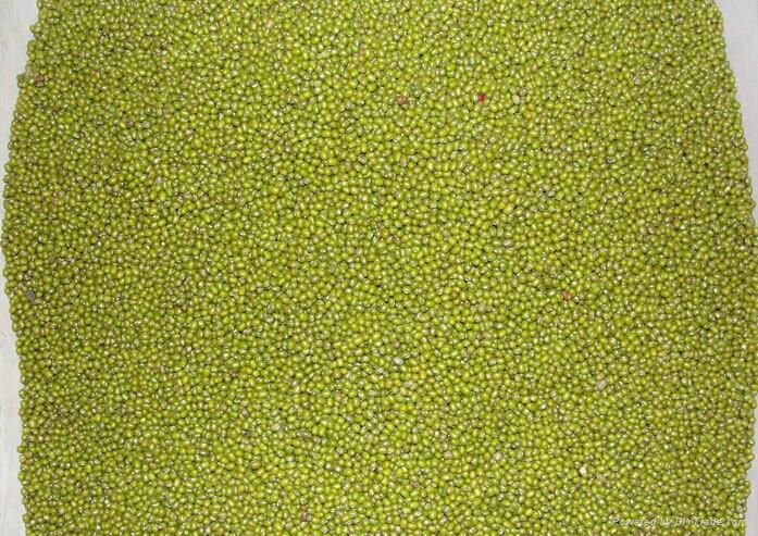 Prime Quality Green Mung Beans (Vigna Radiata)