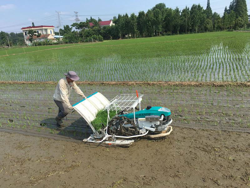 4 rows 6 rows Walking type Rice transplanters seeder planter 2