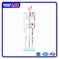 Skeleton Model with Muscles and Ligaments 180cm 2