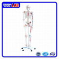 Skeleton Model with Muscles and