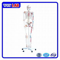 Skeleton Model with Muscles and Ligaments 180cm