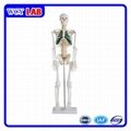 Skeleton Model with Muscles and Ligaments 180cm 5