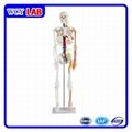 Skeleton Model with Muscles and Ligaments 180cm 3