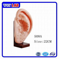 Teaching PVC Ear Model Three Kinds for Laboratory Equipment