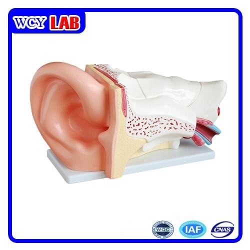 Teaching PVC Ear Model Three Kinds for Laboratory Equipment 3