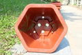 Hexagonal plastic flower pot for Pachira macrocarpa &braziletto 2