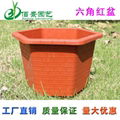 Hexagonal plastic flower pot for Pachira