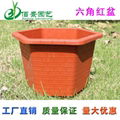 Hexagonal plastic flower pot for Pachira