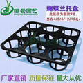 plastic tray for phalaenopsis 2