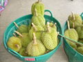 Fresh Durian 4