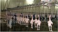 poultry slaughter line machinery  1