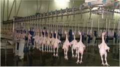 poultry slaughter line machinery 
