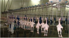 chicken abattior machinery 