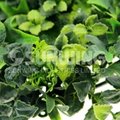 artificial ivy hedges privacy green wall fake hdegs mats 2