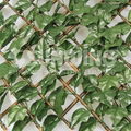 Trellis with ivy leaves- synthetic ivy