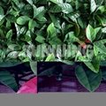 decorative hedges plastic fences landscaping fencing with test report 2