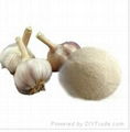 Garlic powder