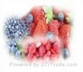 IQF,FD CONCENTRATED FRUIT PRODUCTS 1