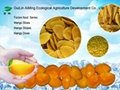 IQF Mango frozen mango