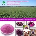 Natural purple sweet potato powder  2