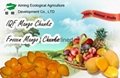 IQF Mango frozen mango  chunks  1