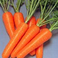 Fresh Carrot 3