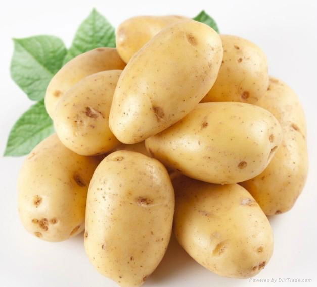 Fresh Potato 2