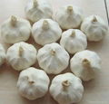 Chinese Fresh Pure White Garlic 2