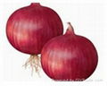 Fresh Onion