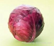 Purple Cabbage 2