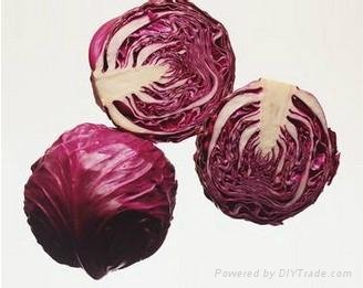 Purple Cabbage 3