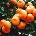 Mandarin Orange 2