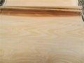 Poplar veneer rotary cut natural wood